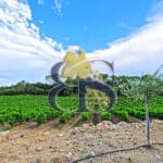 À vendre – Propriété viticole de charme au cœur de la Provence Verte