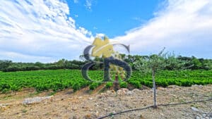 À vendre – Propriété viticole de charme au cœur de la Provence Verte