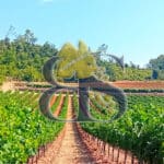 À vendre – Propriété viticole de charme au cœur de la Provence Verte