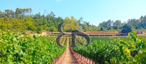 À vendre – Propriété viticole de charme au cœur de la Provence Verte