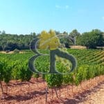 À vendre – Propriété viticole de charme au cœur de la Provence Verte
