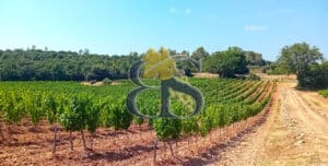 À vendre – Propriété viticole de charme au cœur de la Provence Verte